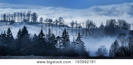morning fog and a forest - idilic picture
