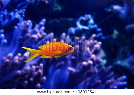 coral fish - Pseudanthias squamipinnis - close up