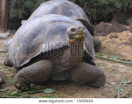 Dev Tortoise2
