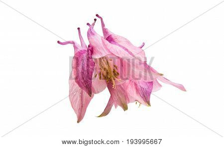 aquilegia  colorful flower isolated on white background