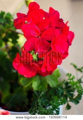 Bright Pelargonium Decorate The Yard