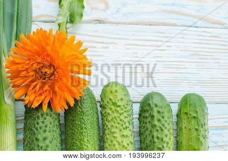 Still Life Of Cucumbers And Other Vegetables