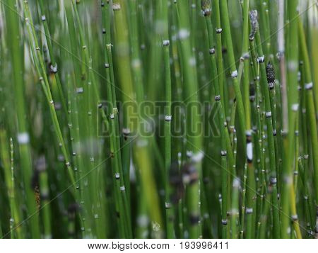 Puzzlegras or Snakegras a Swamp Grass - Equisetum hyemale