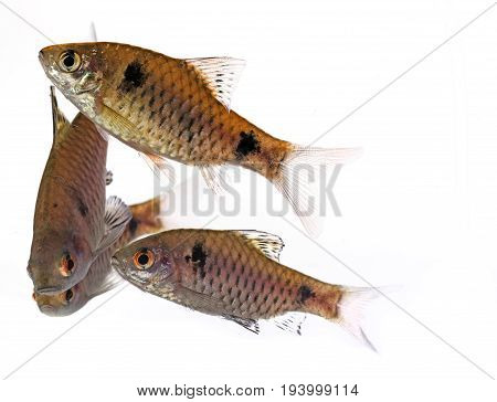 aquarium fish Puntius padamya isolated on white