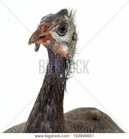 guinea fowl - Numida meleagris f. domestica