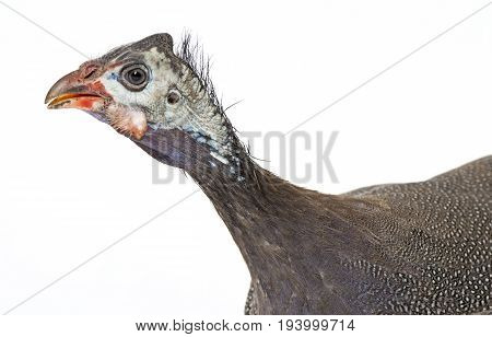 guinea fowl - Numida meleagris f. domestica
