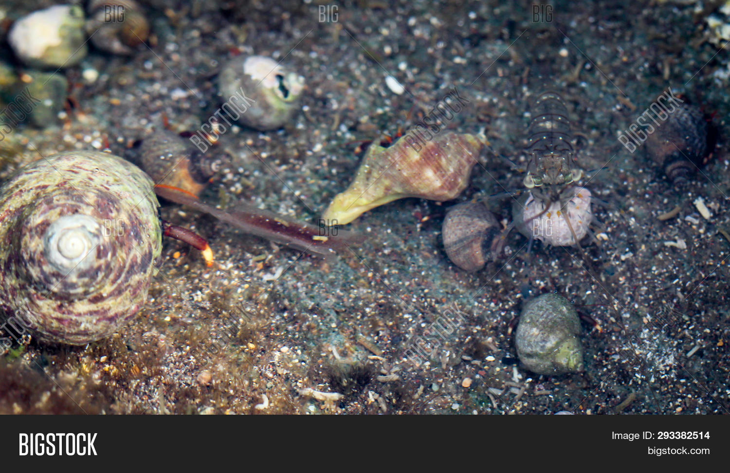 Hermit Crabs Snail Image & Photo (Free Trial) Bigstock