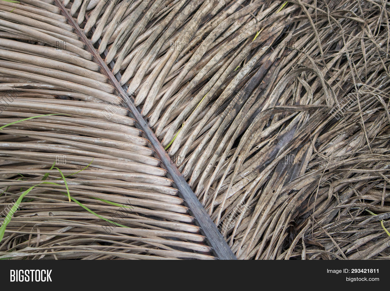 Dry Coconut Leaf Image & Photo (Free Trial) Bigstock