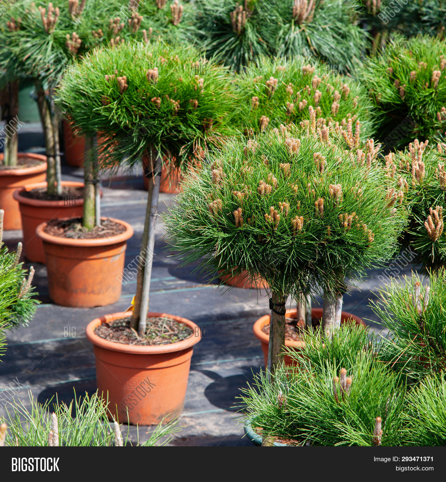 Small Pine Trees Image Photo Free Trial Stock Small Pine Trees Image Photo Free