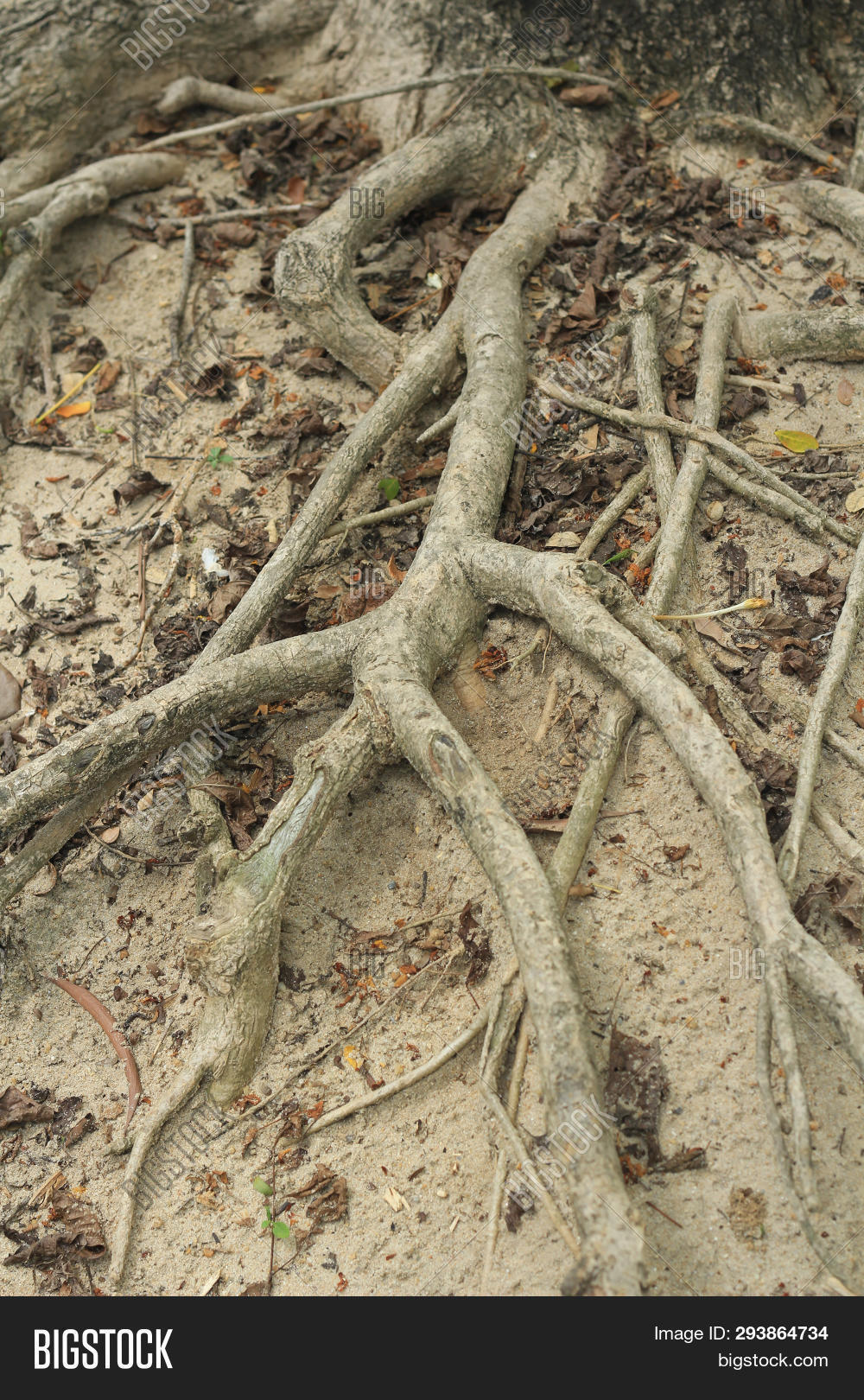 Tree Roots Green Grass Image & Photo (Free Trial) Bigstock