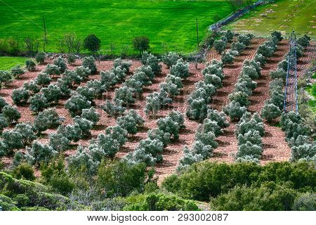 Young Olive Garden, Silvery Wood. Top View