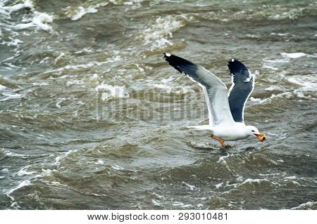 Lesser Black-backed Gull (larus Fuscus Heuglini)