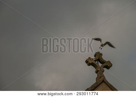 White Dove Is Flying Over The White Cross Of The Christian Church At Turnham Green Chiswick High Roa