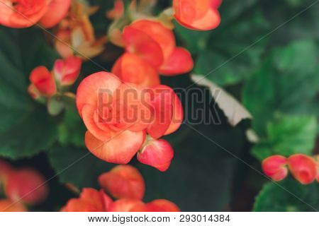 Numerous Bright Flowers Of Tuberous Begonias (begonia Tuberhybrida) In Garden.