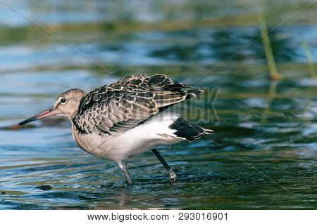 Black-tailed Godwit (limosa Limosa), A Young Bird On The Seaside Meadow, Marsh And Pebble Beach. Lak