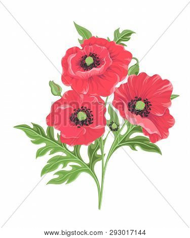 Vector Illustration Of Three Red Poppies Isolated On White Background. Floral Botanical Illustration