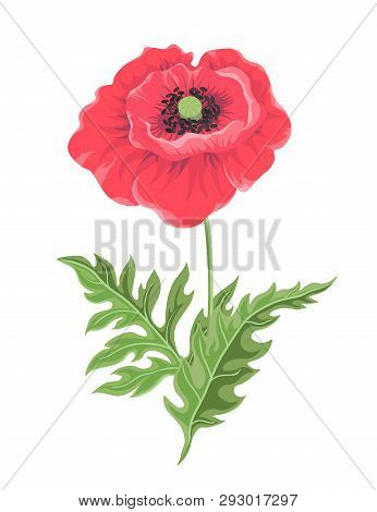 Vector Illustration. One Poppy Flower On A Stem With Leaves Isolated On White Background. Floral Bot