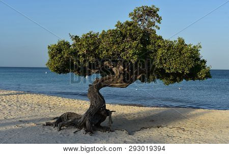 Twisted Old Divi Tree On Eagle Beach In Aruba.