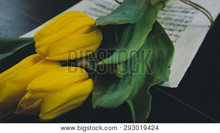 Tulip Flower On A Sheet Of Old Musical Notes On The Dlack Background