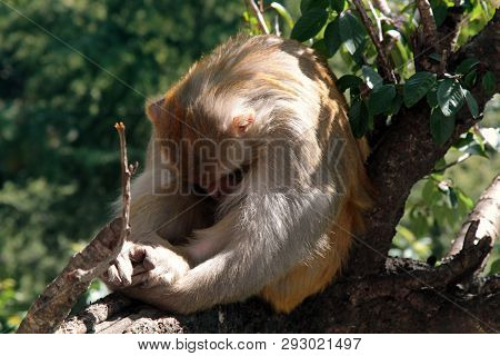 This Macaque Rhesus Turned Away (hid) From The Lens. The Lens Resembles For Animales A Large Predato