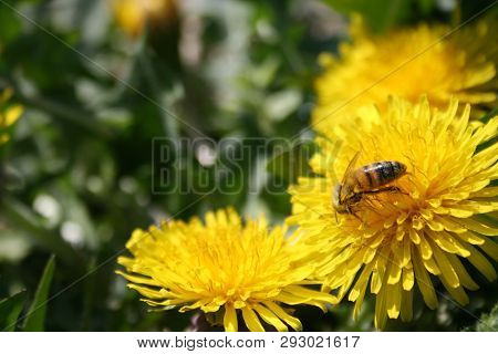 Close-up Of Bee Pollinating Yellow Flower, Dandelion In A Green Grass Field In Spring