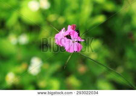 Pink Wild Dianthus Carthusianorum Flower Growing In Garden. Summer Flower