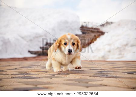 Cute Red Welsh Corgi Pembroke Puppy Walk Outdoor, Run, Having Fun In White Snow Park, Winter Forest.