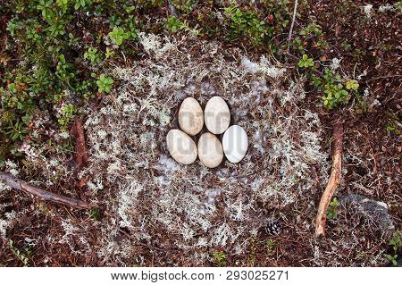 Forest-breeding Bean Goose Nest
