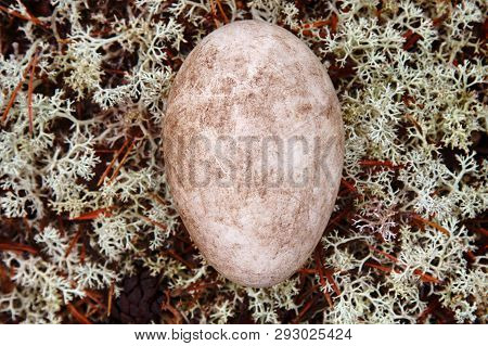 Egg Of The Wild Goose (bean Goose