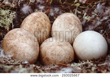Forest-breeding Bean Goose Nest
