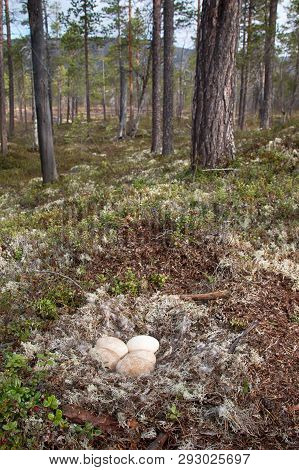 Forest-breeding Bean Goose Nest