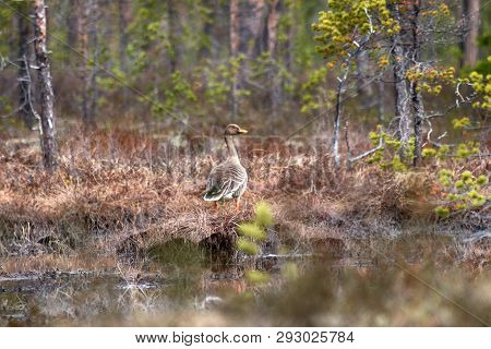 Forest-breeding Bean Goose