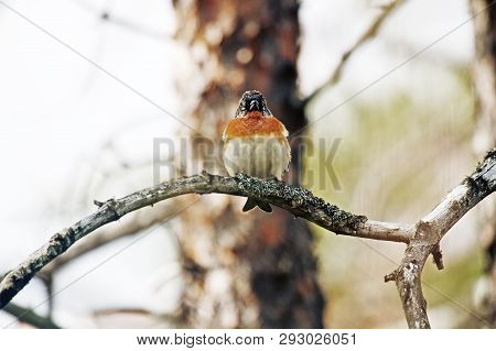 Brambling (fringilla Montifringilla) Male
