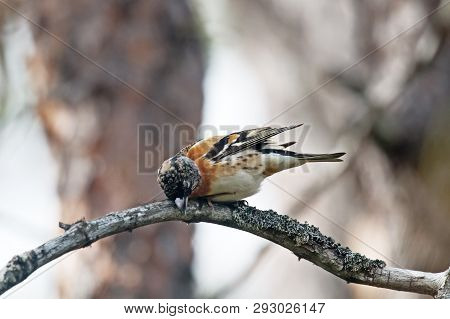 Brambling (fringilla Montifringilla) Male