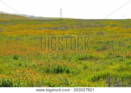 Field Of Fiddleheads Wildflowers During The California Superbloom In Carrizo Plain National Monuemen
