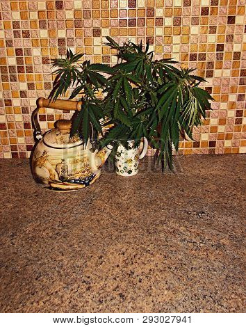 Hemp (lat. Cánnabis) Is A Genus Of Annual Bast Plants Of The Hemp Family (cannabaceae)