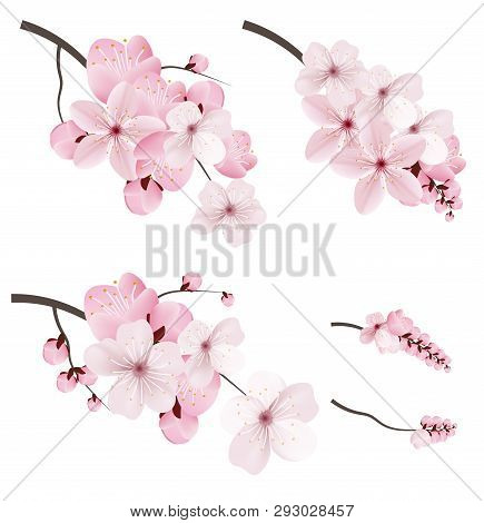 Beautiful Blossoming Dark And Light Pink Sakura  Flowers. Set Of Realistic Flowering Cerry Branches.