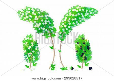 Vector Cartoon Plants Nature Clip Art. Blackberry Bush