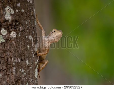 Brown-headed Lizard Is A Species Of Chameleon Native Of Thailand In Asia. Chameleon Lying On The Sid
