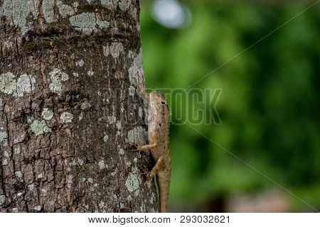 Brown-headed Lizard Is A Species Of Chameleon Native Of Thailand In Asia. Chameleon Lying On The Sid