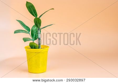 Young Zamioculcas Plant In Decorative Yellow Pot With Orange Background