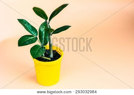 Young Zamioculcas Plant In Decorative Yellow Pot With Orange Background