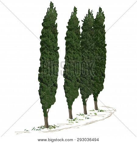 Four Trees Of A Cypress (cupressus L.) And A Footpath Along Them, The Color Vector Image On A White 