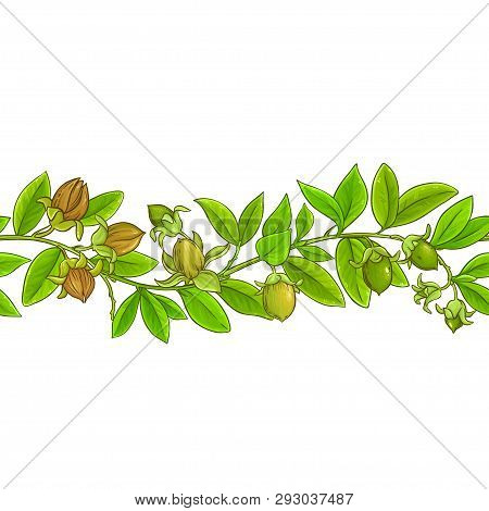 Jojoba Branches Vector Pattern On White Background