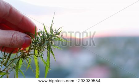 Marijuana Field During Sunset. Medical Antispasmodic Cannabis. Hemp Industrial Plantation In Sunligh