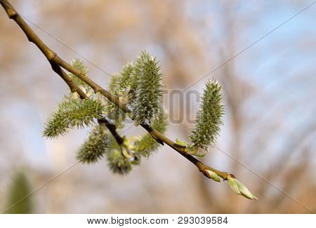 Green Earrings On A Tree Branch On A Sunny Spring Day, Closeup