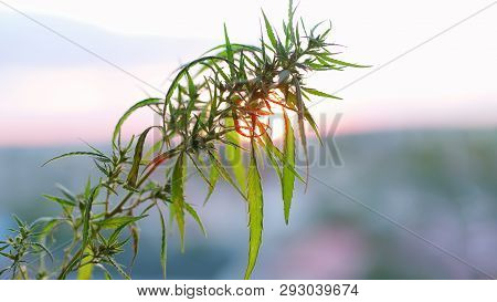 Marijuana Field During Sunset. Medical Antispasmodic Cannabis. Hemp Industrial Plantation In Sunligh