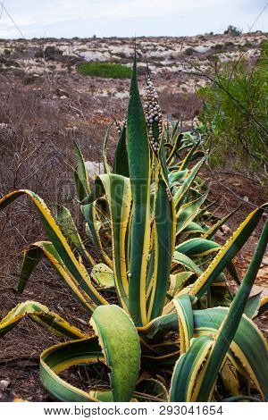 View Of Many Snails On The Agave Leaves