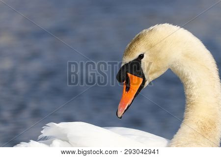 A Mute Swan With Neck Curved Over The Feathers Of His Wings