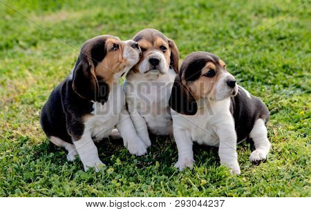 Three pupies together on the grass in the garden